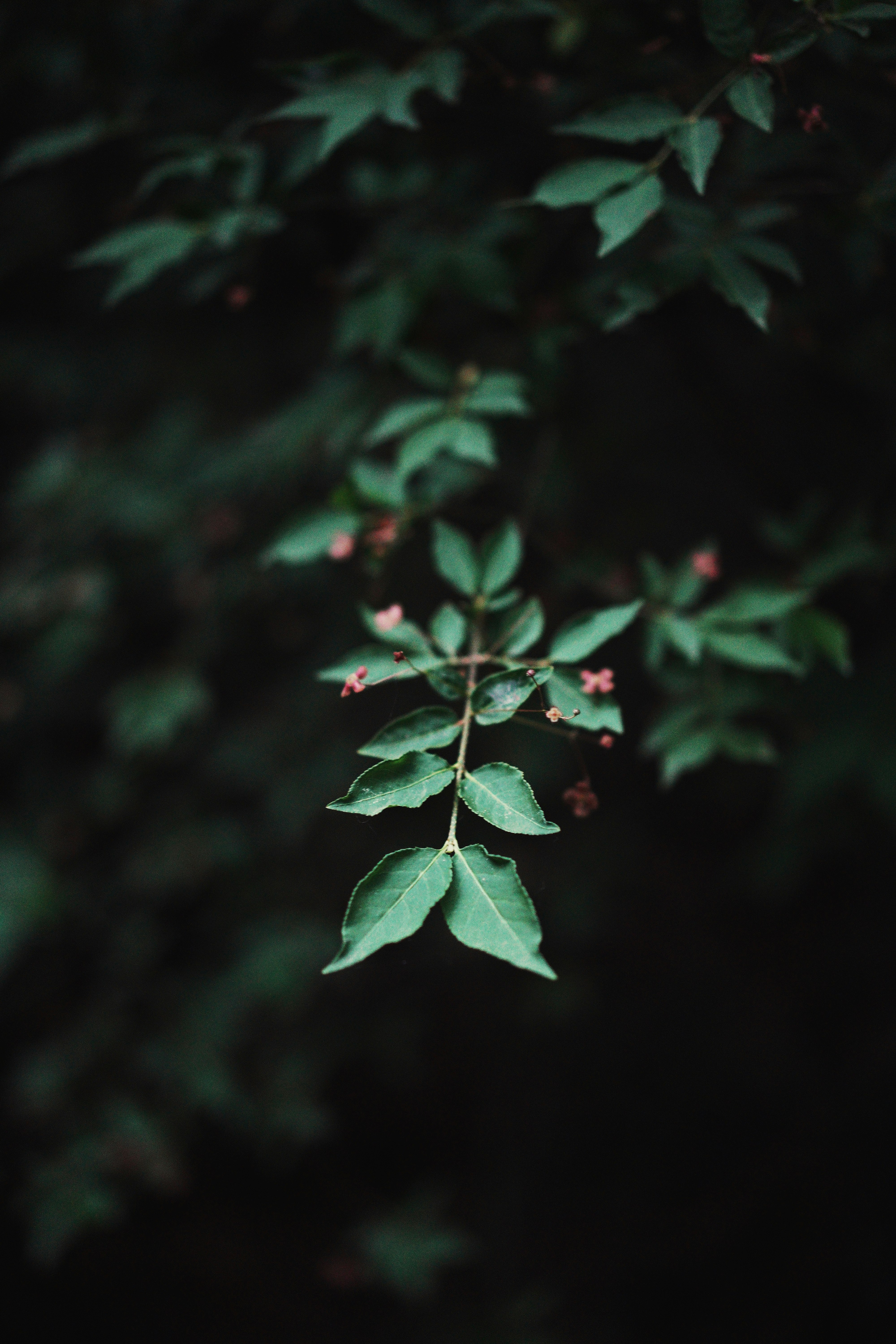 green leaves in tilt shift lens